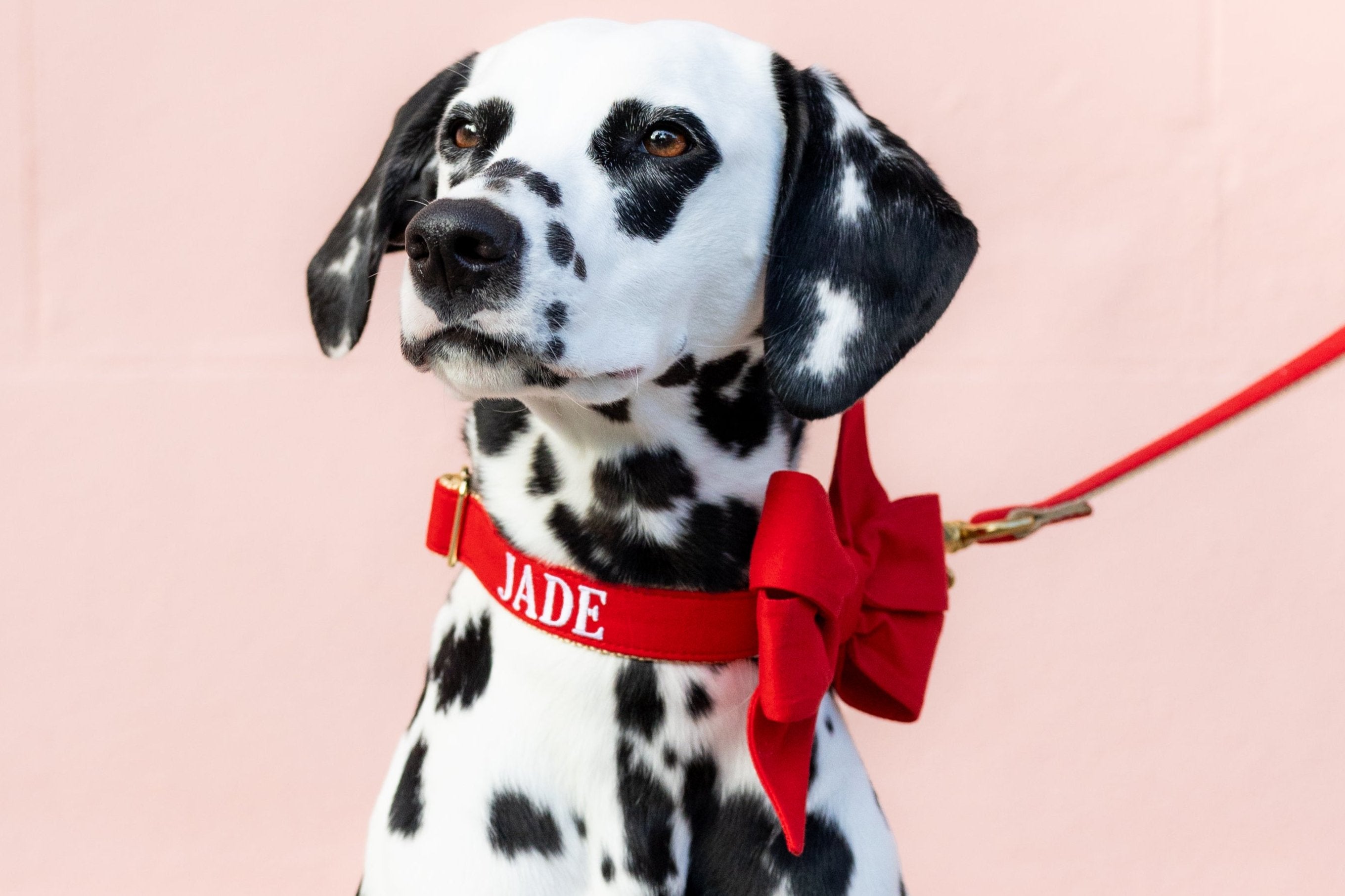 A stylish Dalmatian with black spots wears a bright red collar embroidered with the name "JADE"embroidered in white letters, accented with a large red belle bow and matching leash, posed against a pale pink background.