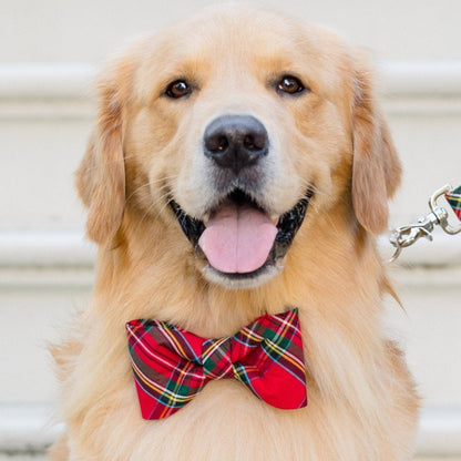 A cheerful Retriever sitting proudly in a bold red tartan bow tie, looking dapper and ready to steal hearts this holiday season. The classic plaid pattern pops against the pup’s light fur, making this look paw-fect for festive family photos, parties, or a walk around the block in seasonal style.