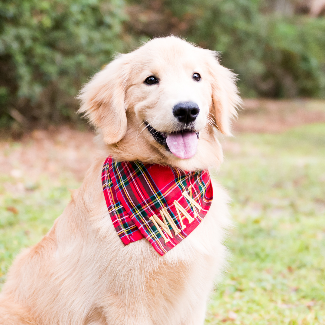 Retriever sitting outdoors wearing a festive red tartan bandana with classic plaid stripes, personalized with the name “MAX” in bold lettering—perfect for holiday photos or Christmas card moments.