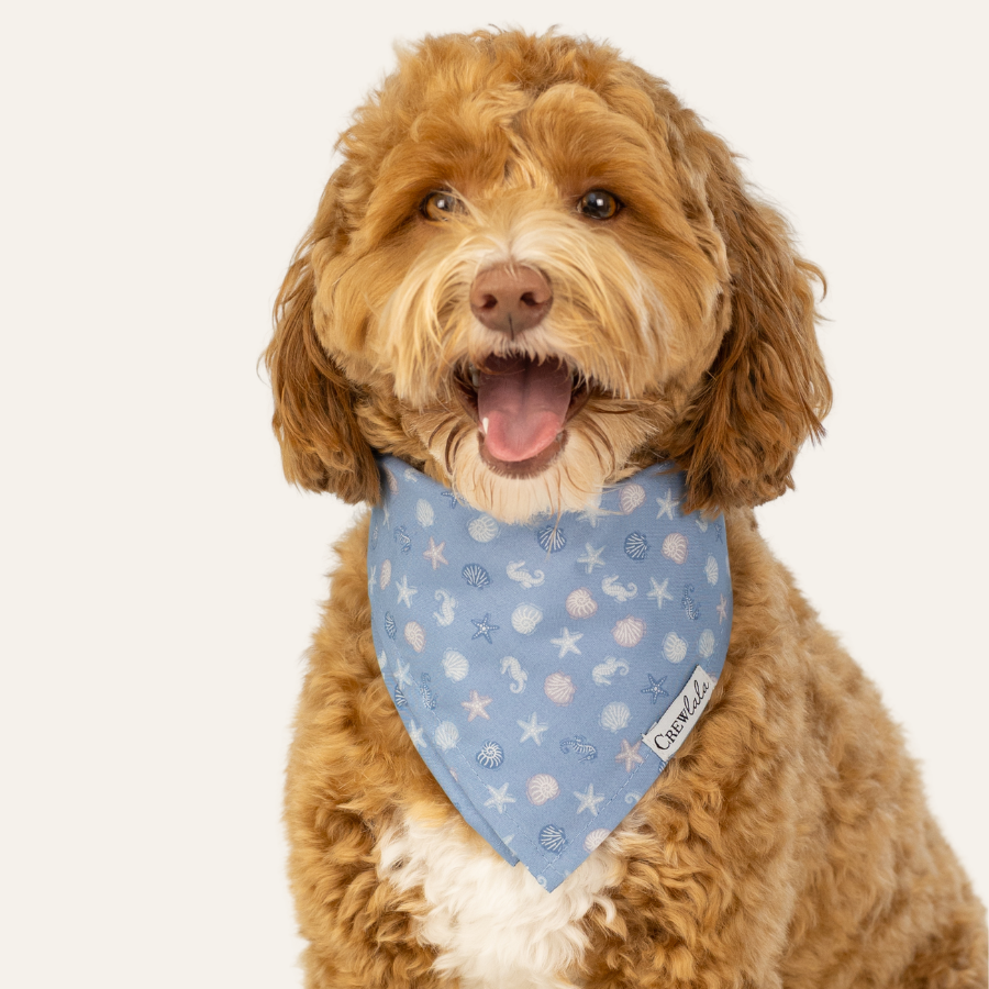 Portrait of a fluffy dog with a curly coat, wearing a light blue ocean-themed bandana with shells and starfish.