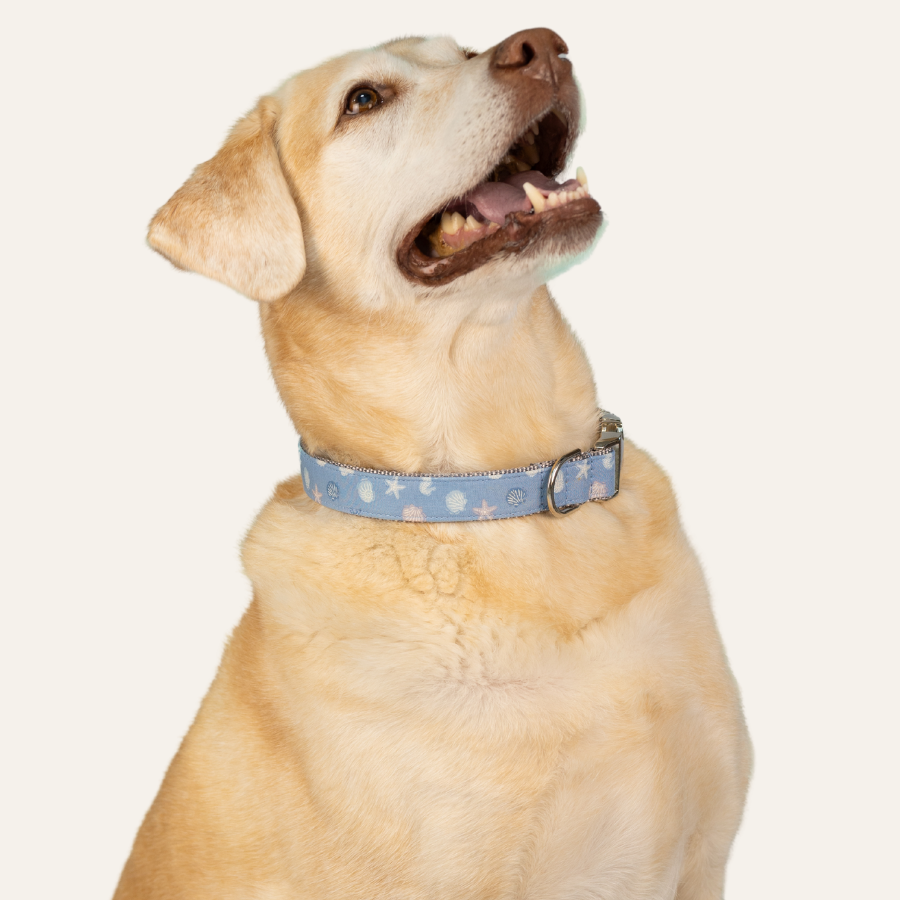 Golden Labrador retriever in light blue dog collar with dainty pastel seashell and starfish design, joyful pet on clean background.