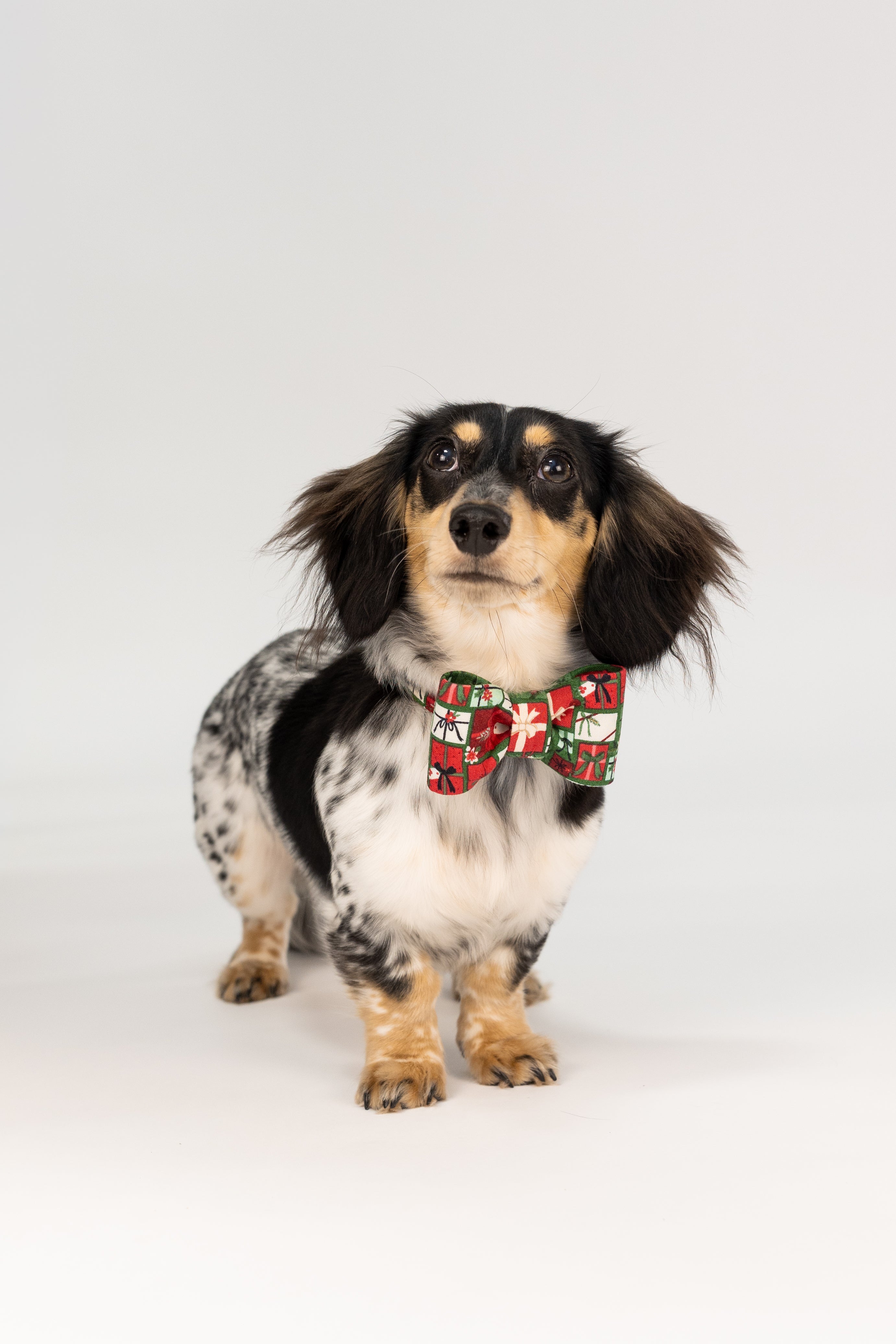 Long-haired Dachshund in a festive Christmas bow tie featuring presents and ribbon patterns, posed against a light backdrop.
