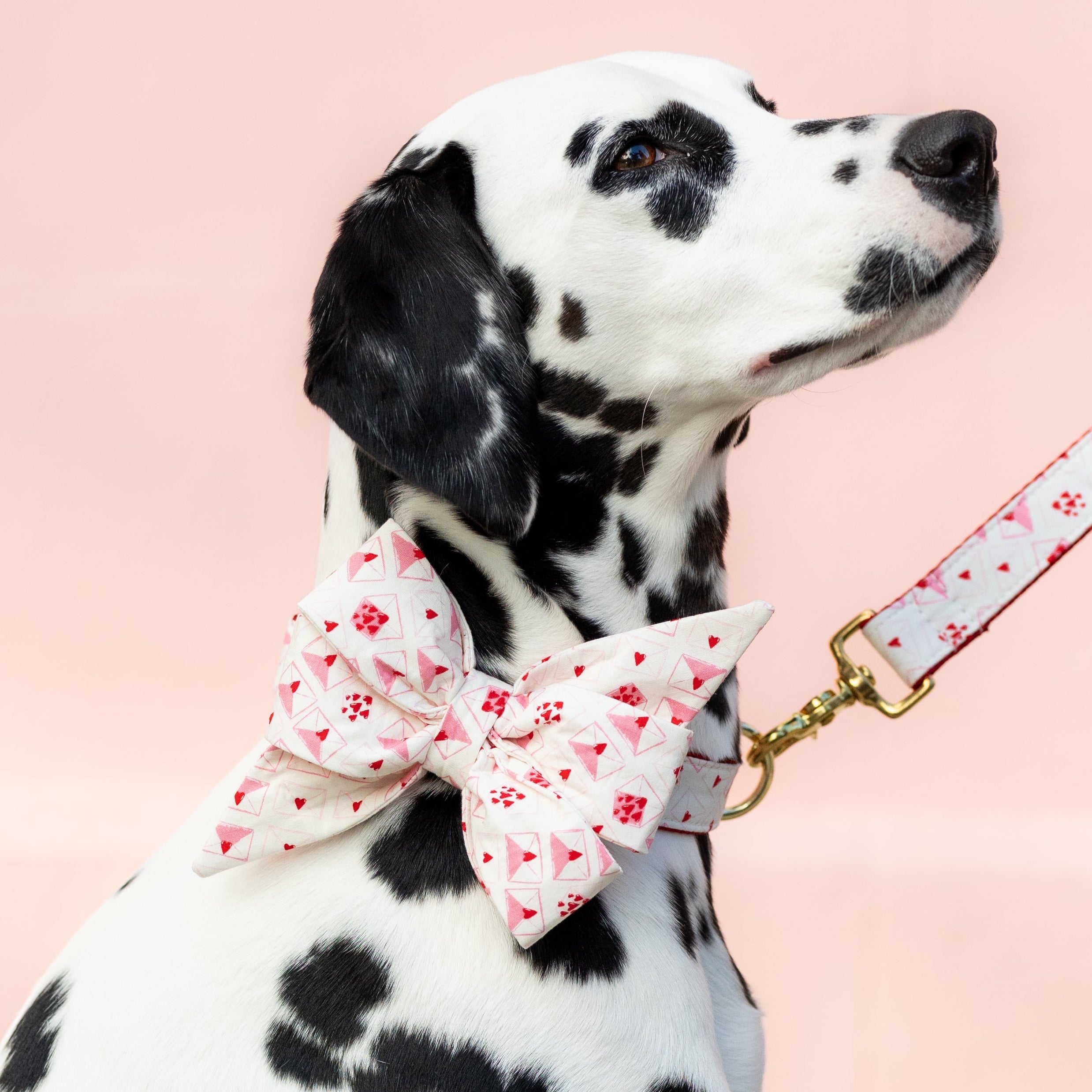 Dalmatian dog with a smooth coat, wearing a pale belle bow collar set and matching leash decorated with tiny red and pink Valentine envelopes, posed in front of a pastel wall.