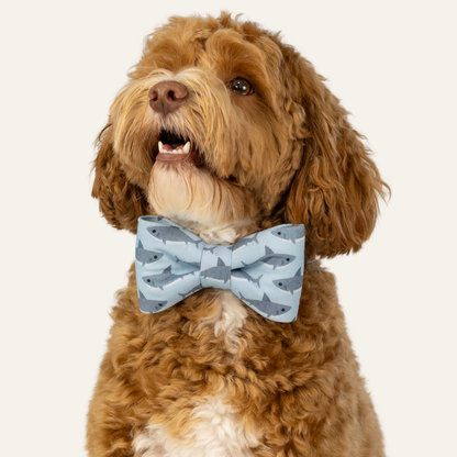 Curly dog  looking slightly upward, wearing a light blue bow tie with matching collar patterned with small sharks against a plain background.