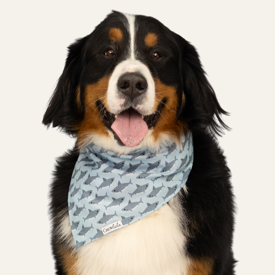 Bernese Mountain Dog wearing blue shark-pattern bandana, smiling with tongue out against neutral background