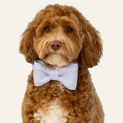 Portrait of a fluffy dog with a curly coat, wearing a soft light blue bow tie with matching collar on a neutral background.