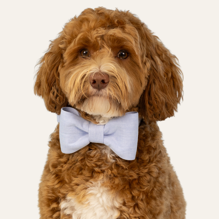 Portrait of a fluffy dog with a curly coat, wearing a soft light blue bow tie with matching collar on a neutral background.