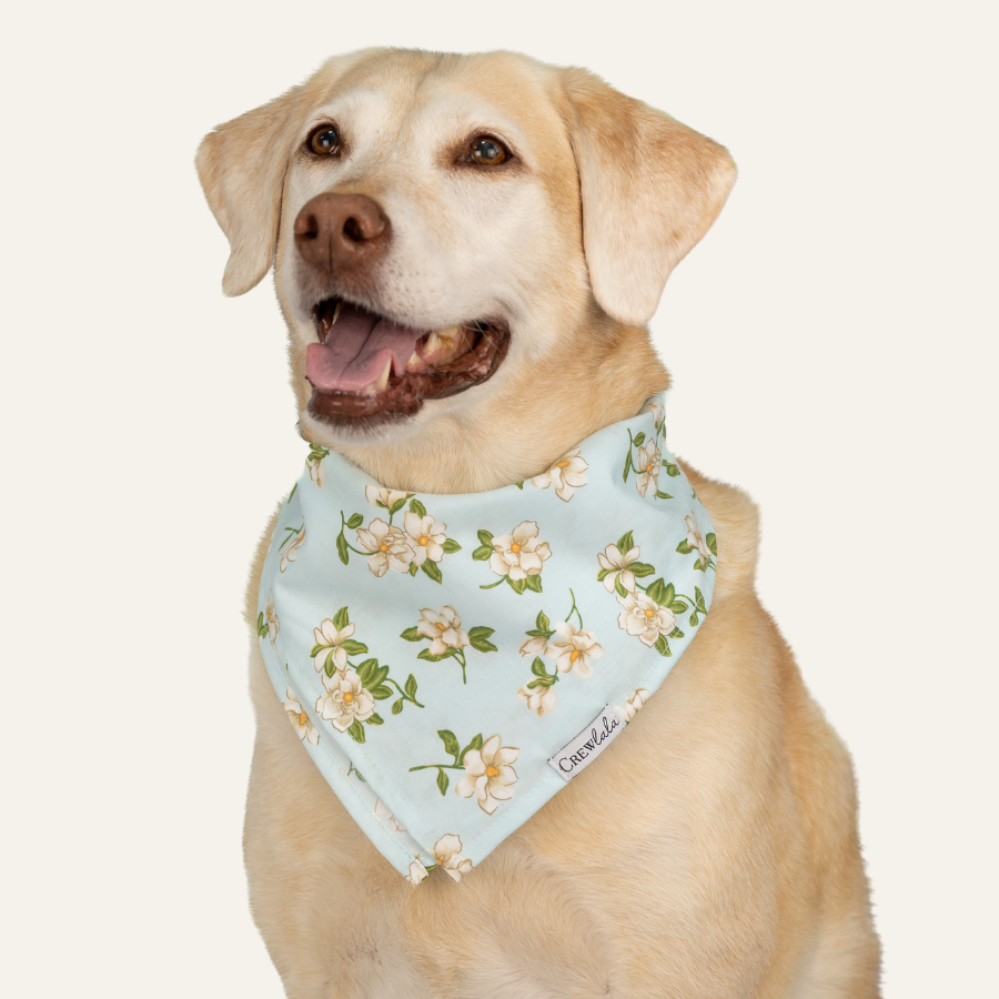 Close-up of a smiling Labrador dog in a soft blue bandana decorated with white magnolia blossoms and green leaves, posed against a plain background.