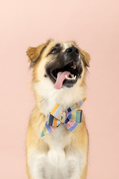 Statement dog belle bow collar set with wide rainbow-hued pastel stripes, styled on a dog with a joyful expression—designed for dogs who love to dress bold and bright.