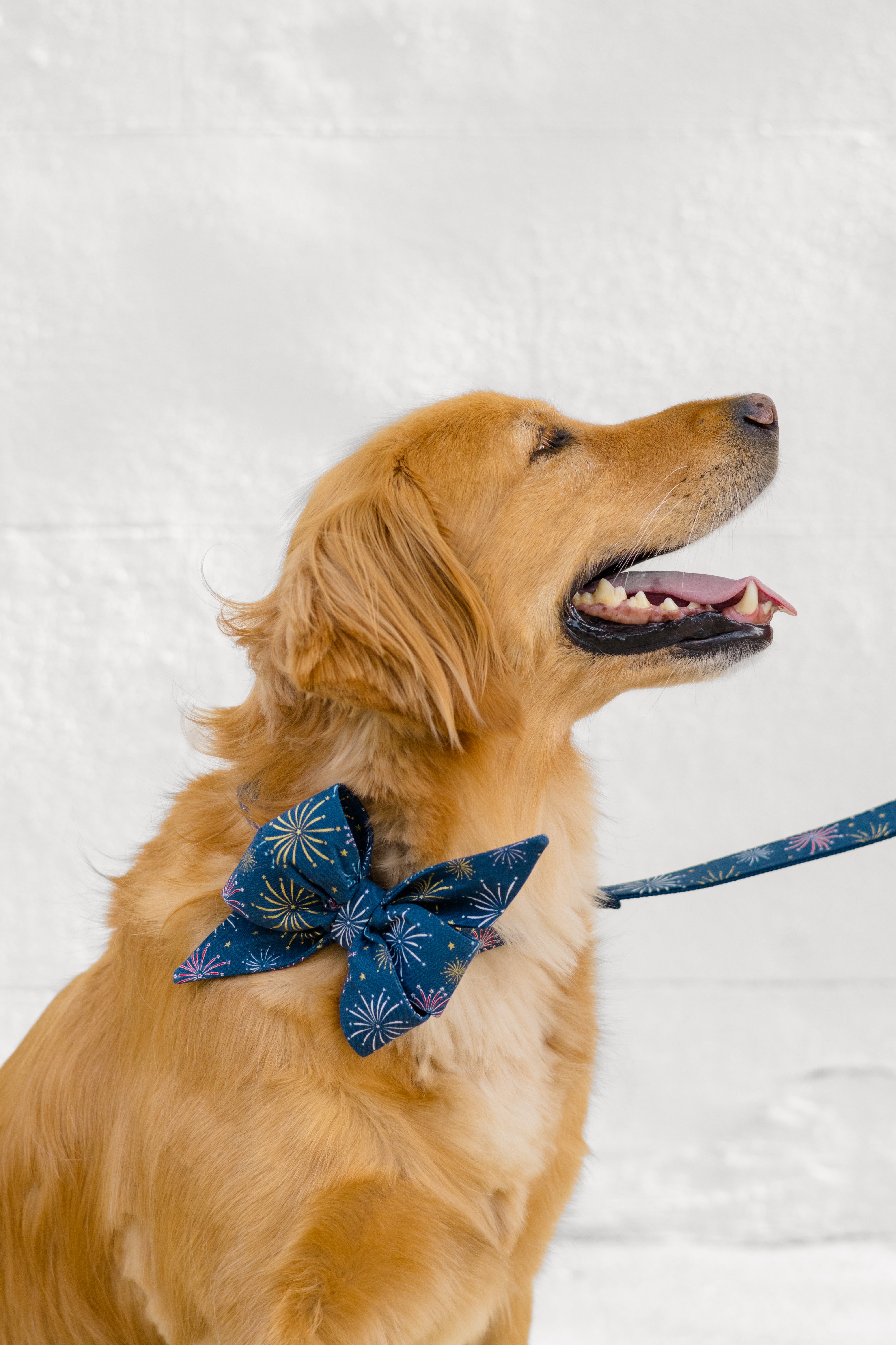 A golden retriever wearing a navy bow tie printed with fireworks sits against a light backdrop, smiling with its eyes closed. This celebration-ready look is ideal for patriotic holidays, special events, or everyday flair!