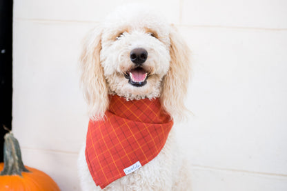 Fluffy doodle dog with curls wears a rust-orange checkered bandana labeled “Crew LaLa.” The dog is sitting indoors or on a porch next to a pumpkin, giving off a cozy, autumn vibe.