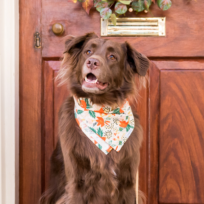 A happy dog sits in front of a wooden door wearing a festive floral bandana with orange blooms and metallic accents, ready for fall fun.