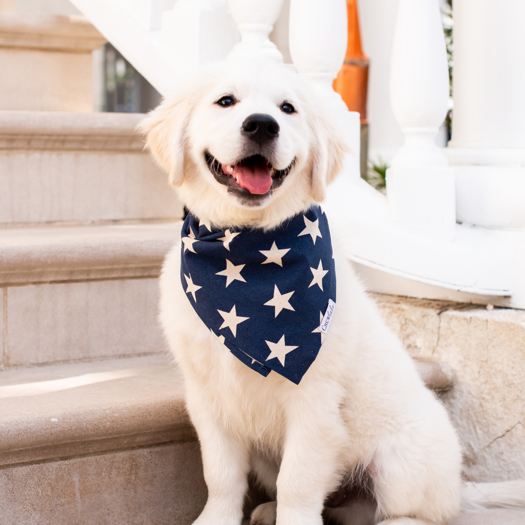 A golden retriever puppy with soft, light fur sits on tan stone steps, wearing a star print navy bandana tied neatly around its neck. The playful expression and bold accessory give off festive, all-American vibes.