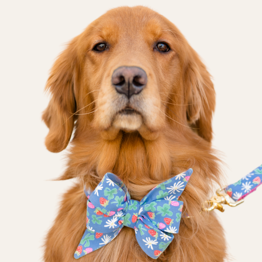 Portrait of a retriever wearing a playful, patterned belle bow collar set and matching leash featuring strawberries and daisies, posing against a light background.