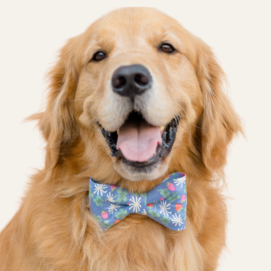 A happy retriever wearing a cheerful periwinkle blue bow tie collar set with a pattern of strawberries, daisies, and clovers, smiling at the camera.