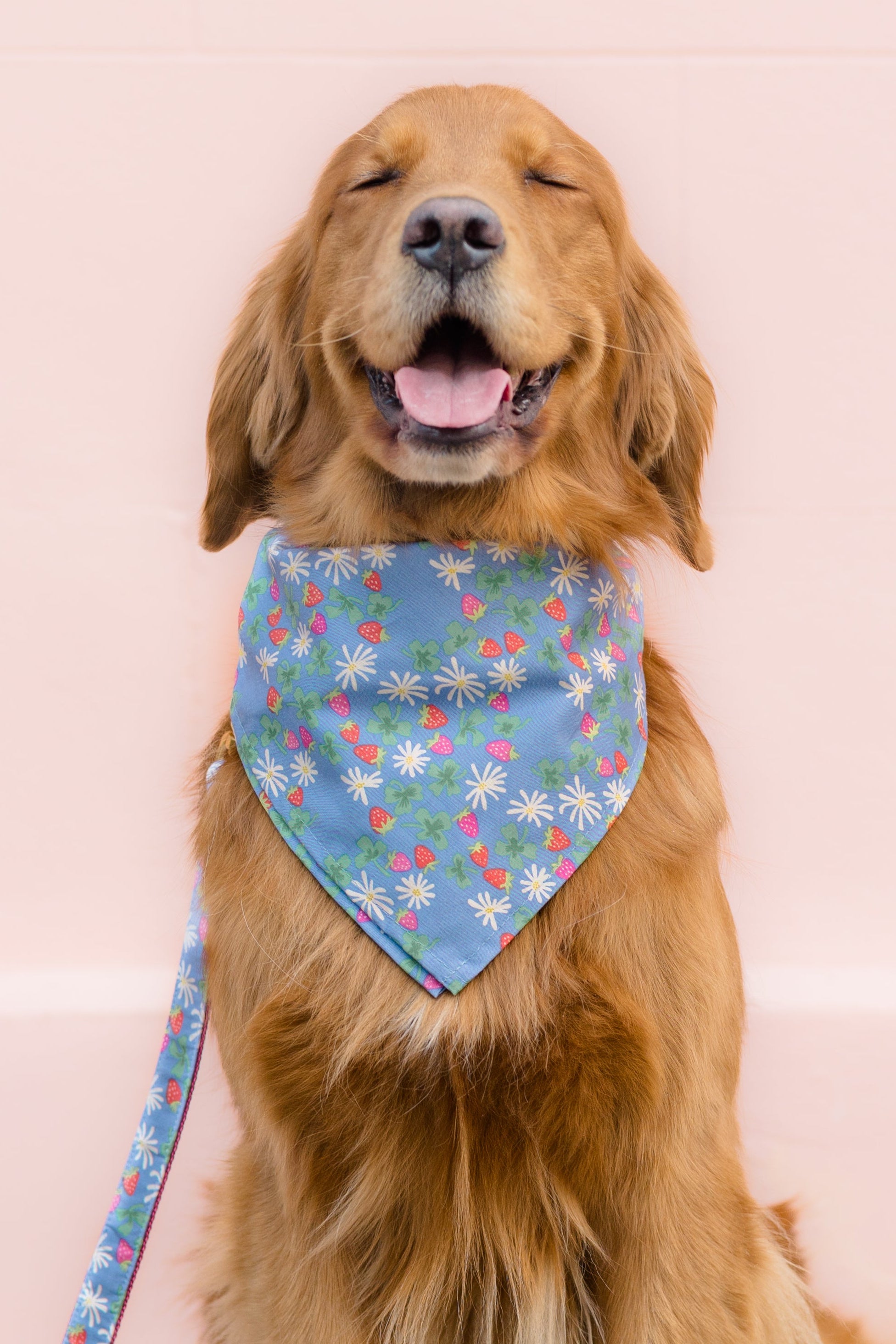 Retriever sits contentedly with eyes closed and mouth open in a relaxed smile, wearing a blue bandana decorated with daisies, strawberries, and clovers, paired with a matching leash, against a light background.