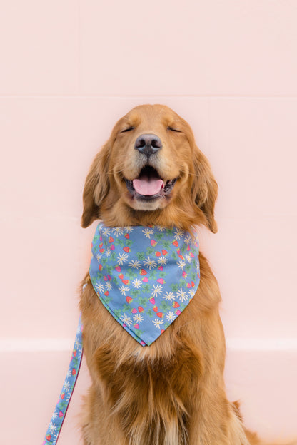 Retriever sits contentedly with eyes closed and mouth open in a relaxed smile, wearing a blue bandana decorated with daisies, strawberries, and clovers, paired with a matching leash, against a light background.