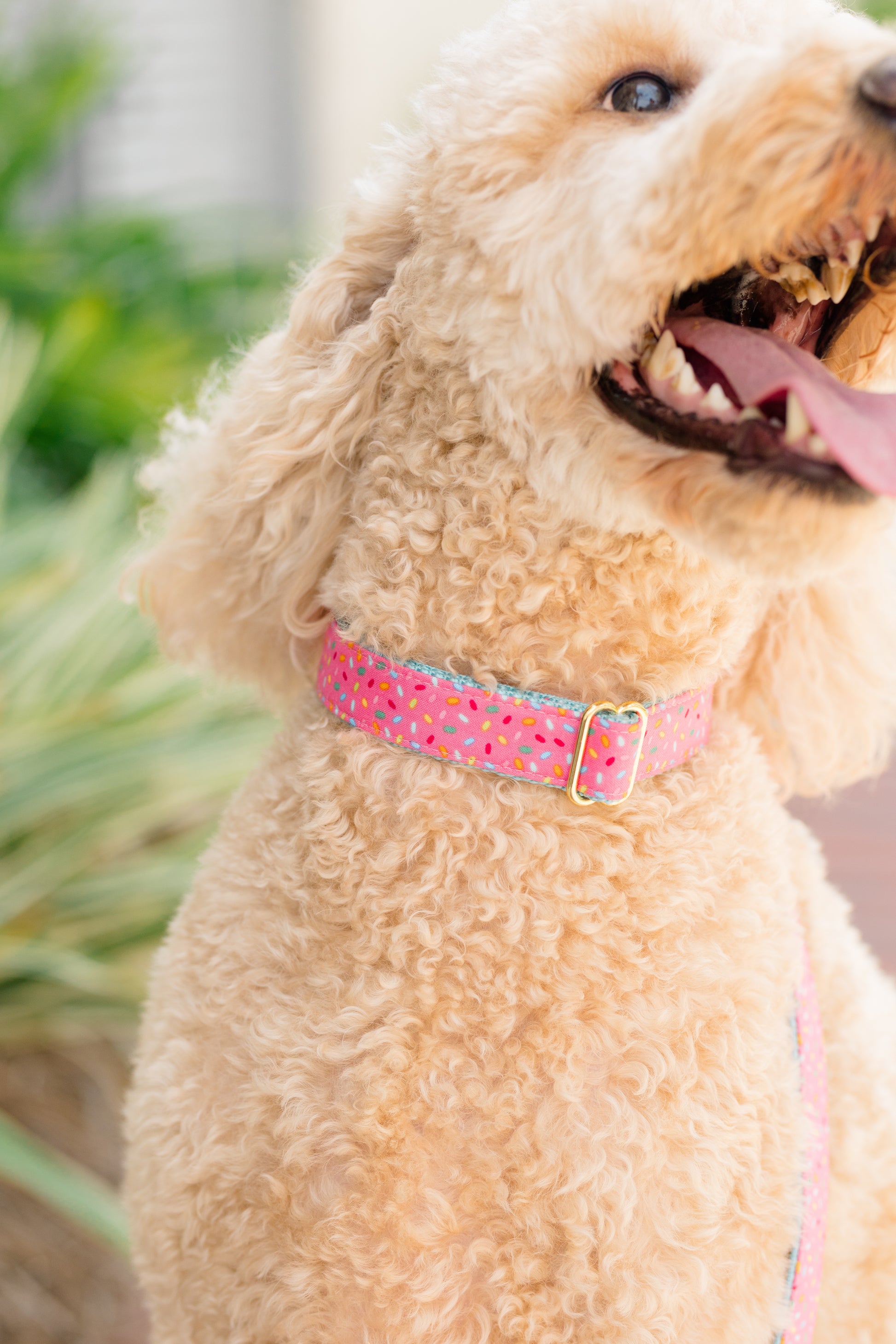 Smiling cream-colored doodle wearing a bright pink collar decorated with a sprinkle pattern in multiple colors. The collar is fastened with gold hardware and contrasts playfully against the dog's fluffy fur.