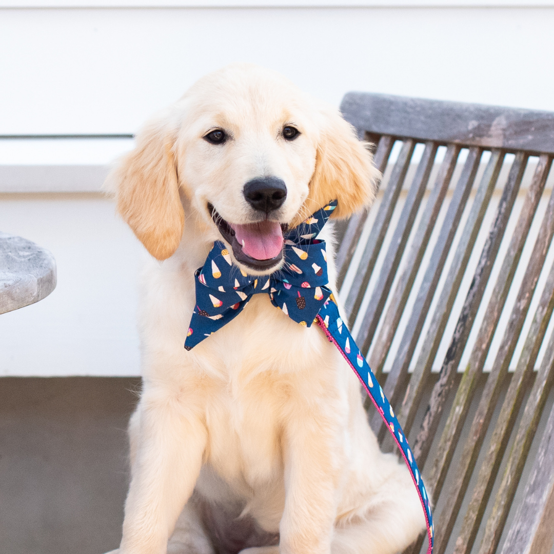 A golden retriever puppy sits happily next to a weathered wooden table and chair, wearing a large navy blue bow tie with a colorful ice cream  and popsicle print. A matching leash is clipped to the collar, adding a coordinated, summery touch to the dog’s look.