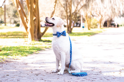 A cheerful cream-colored Labrador retriever sits on a sunlit park path, eyes closed and mouth open in a happy expression. The dog wears a dark blue bow tie with a playful ice cream and popsicle print, matched with a coordinating leash draped loosely by its side.
