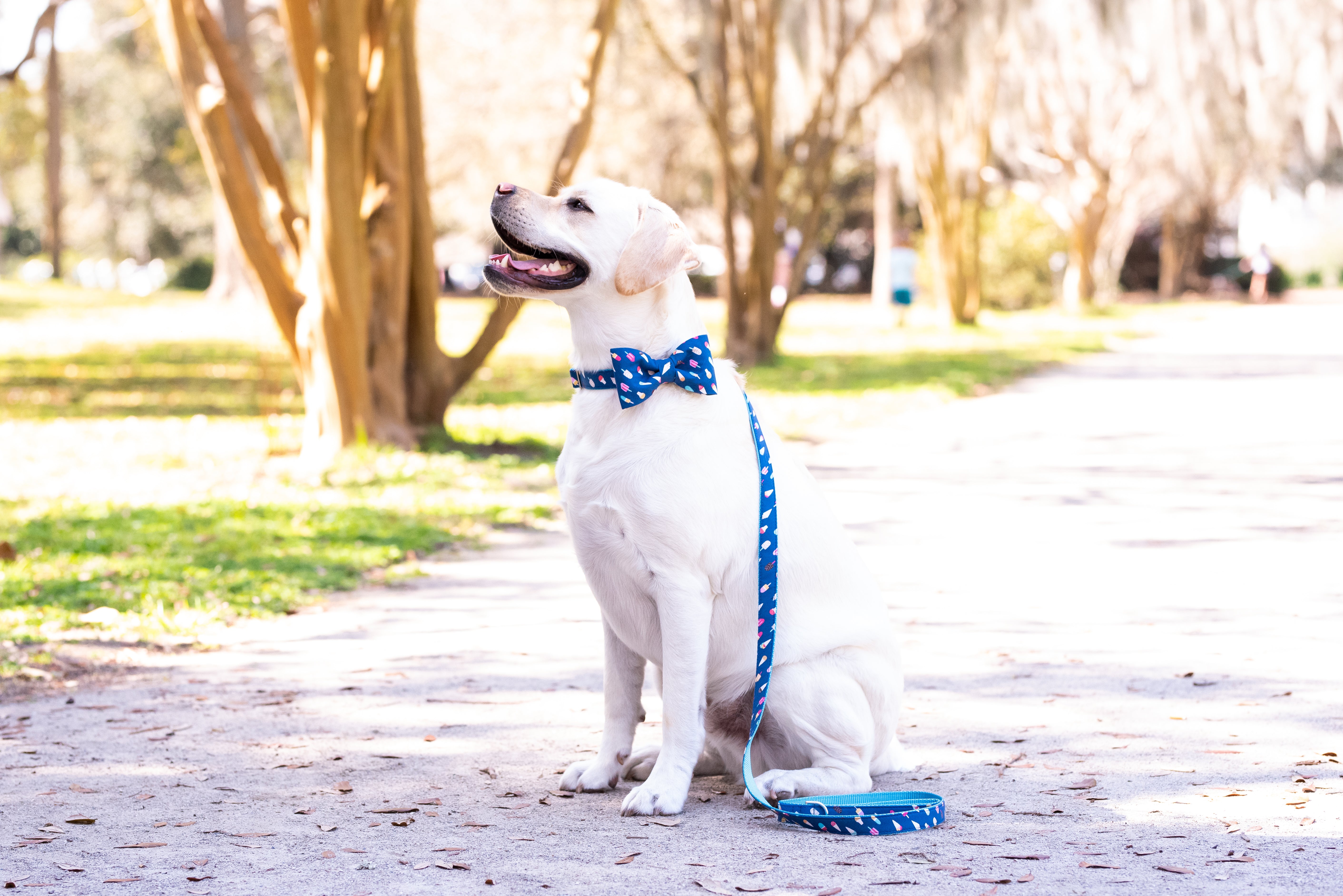 A cheerful cream-colored Labrador retriever sits on a sunlit park path, eyes closed and mouth open in a happy expression. The dog wears a dark blue bow tie with a playful ice cream and popsicle print, matched with a coordinating leash draped loosely by its side.