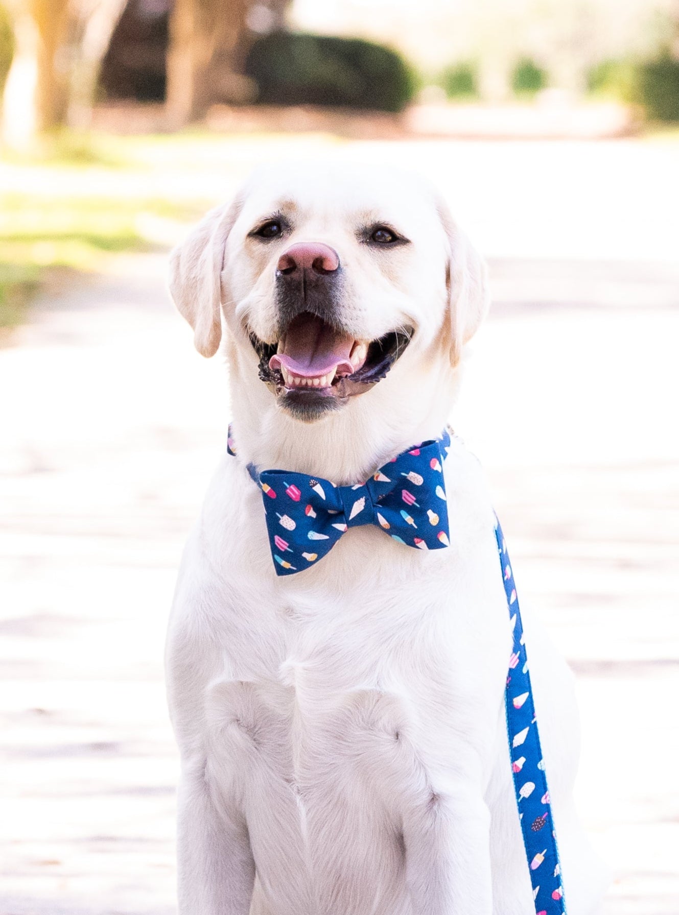 A happy Labrador retriever sits on a sun-dappled park path, looking directly at the camera with a big smile. The dog wears a blue bow tie and matching leash, both printed with colorful ice cream cones and popsicles, creating a playful summer-themed look.