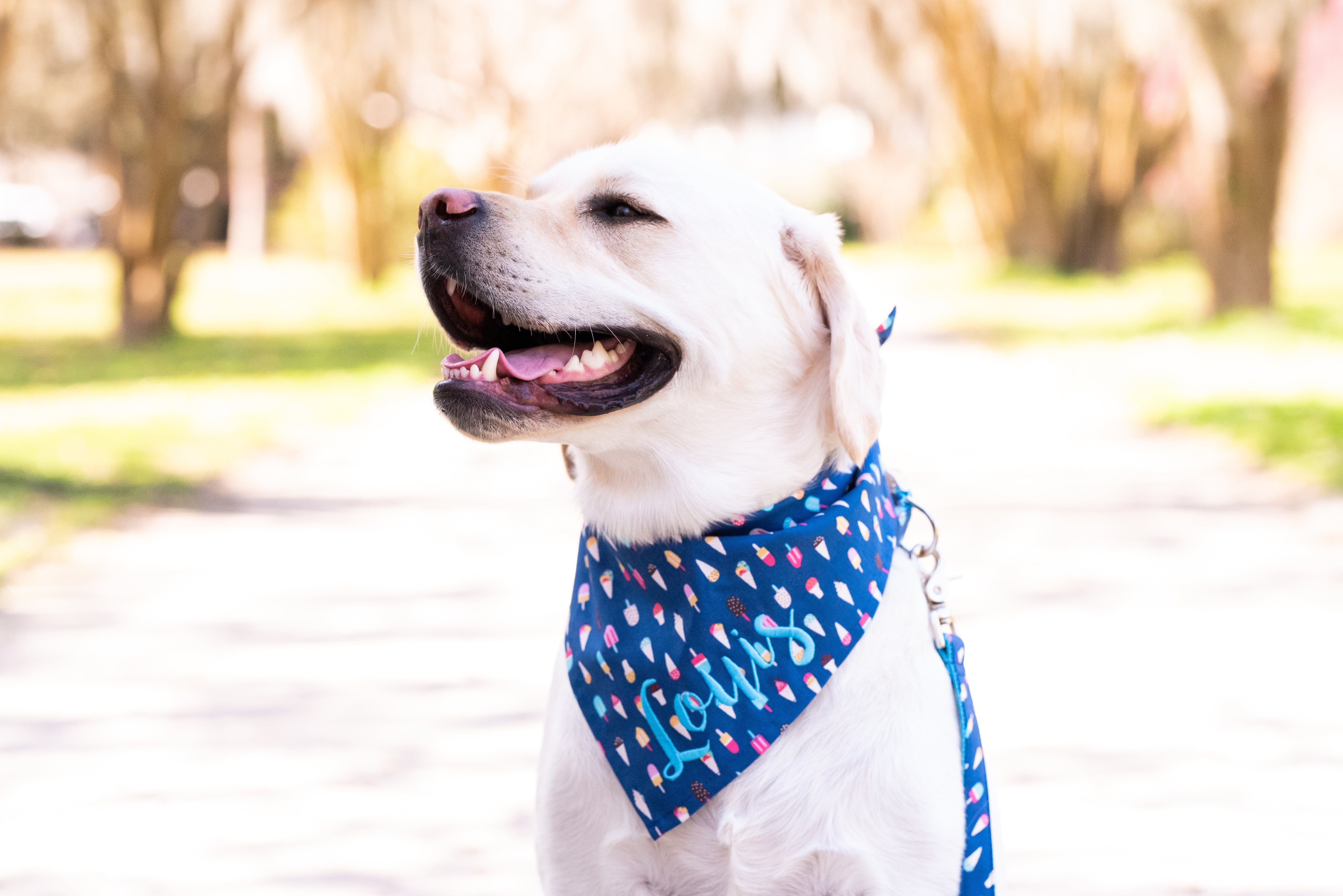 A happy cream-colored Labrador retriever sitting outdoors on a sunlit path, wearing a navy blue bandana covered in colorful ice cream and popsicle illustrations. The bandana features the name "Louis" embroidered in light blue thread and is paired with a matching leash.