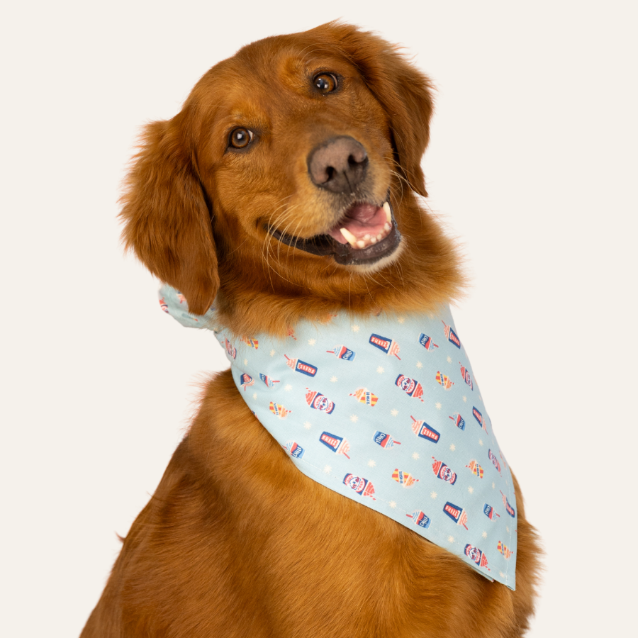 Happy golden dog showing off a pale blue bandana covered in small colorful slushie cups and scattered star details, perfect for summer.