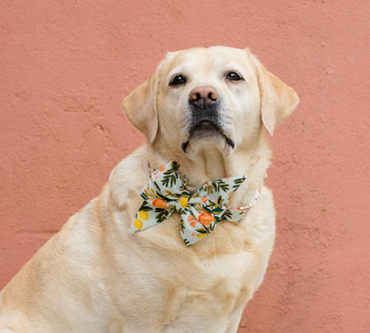 A Labrador sits proudly wearing a citrus-print Belle bow dog collar—serving effortless style with a wag-worthy twist.