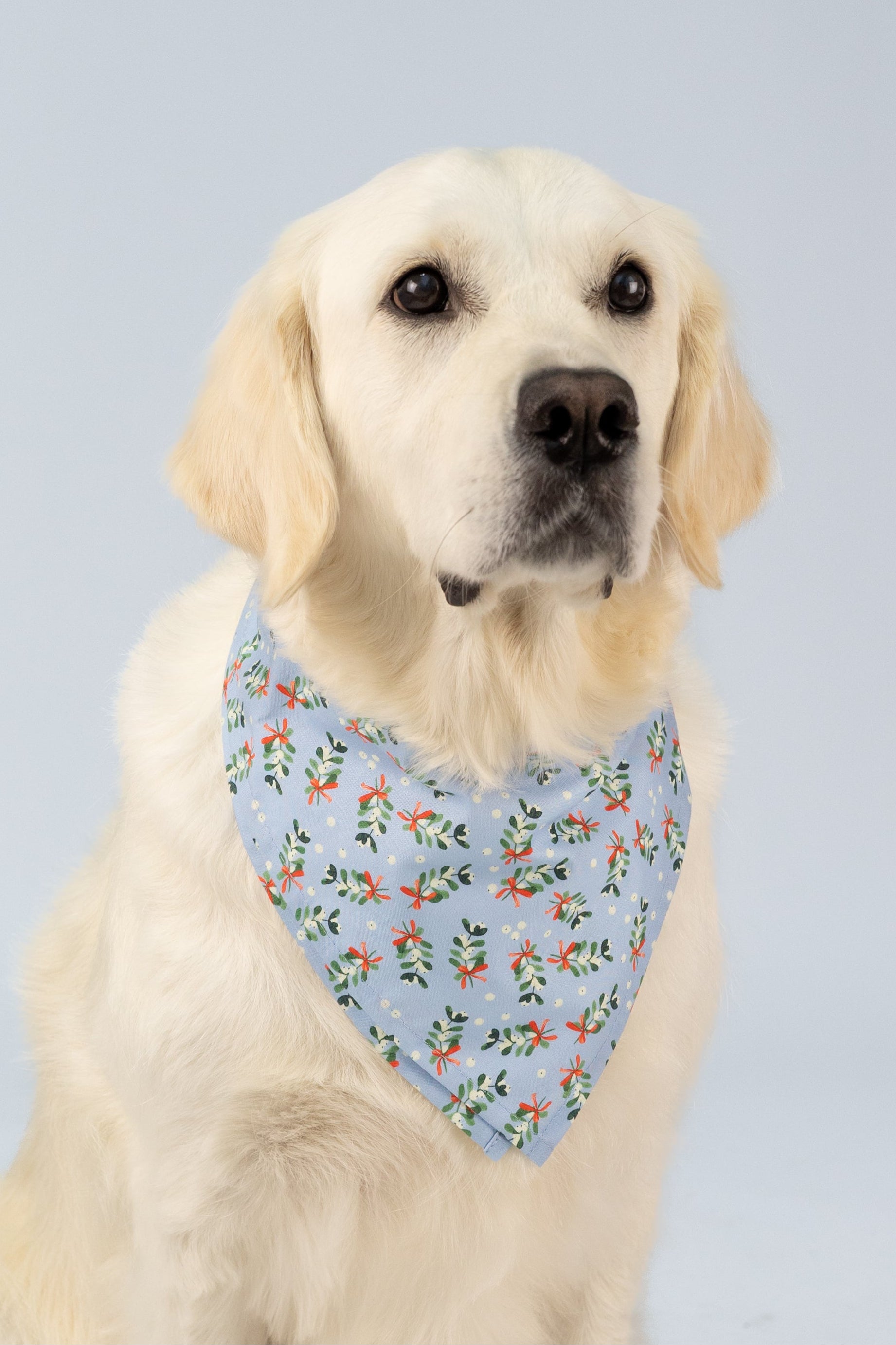 Retriever wearing a light blue holiday bandana with mistletoe and bow print, sitting against a pale blue background.