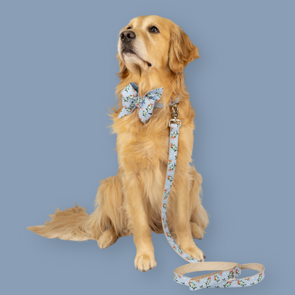 Retriever wearing a matching light blue holiday bow tie collar and leash set with mistletoe and bow pattern, sitting on a solid blue background.