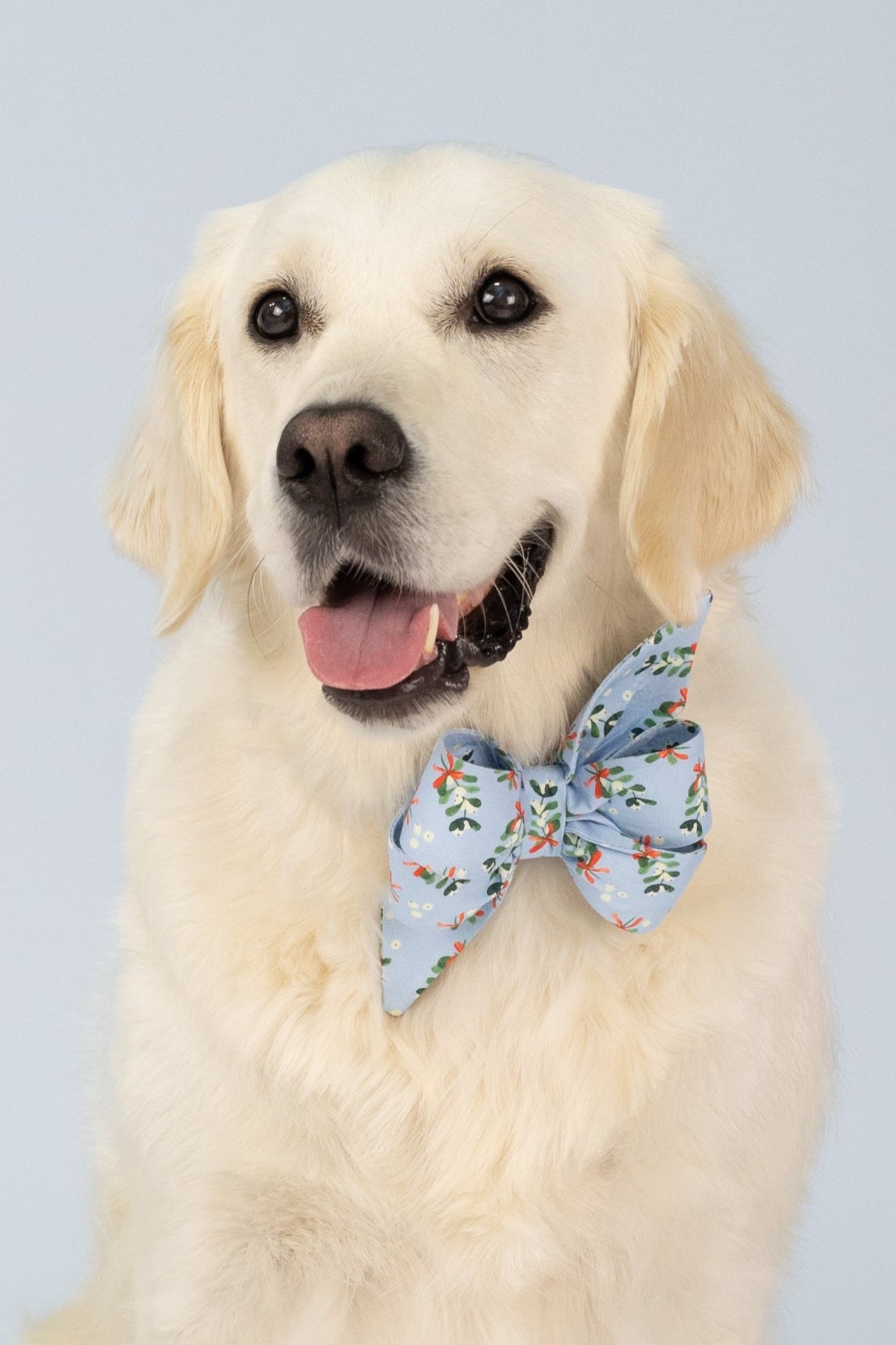 Retriever sitting against a light blue background, wearing a large blue belle bow dog collar with a festive mistletoe print.