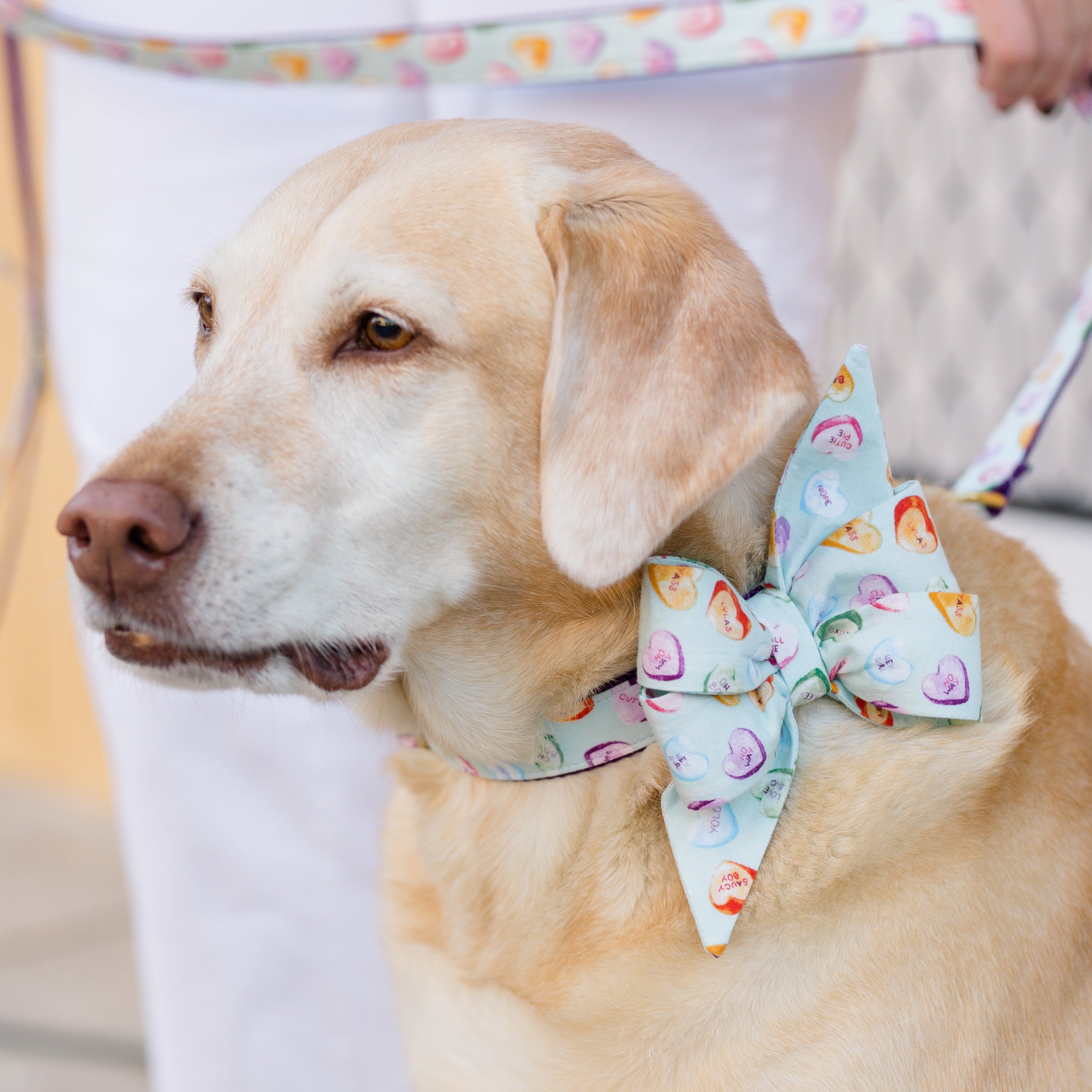 Close-up of a lab dog wearing a large belle bow collar set, both decorated with multicolored conversation hearts. A coordinating leash with the same heart print is held by a person in beside him.