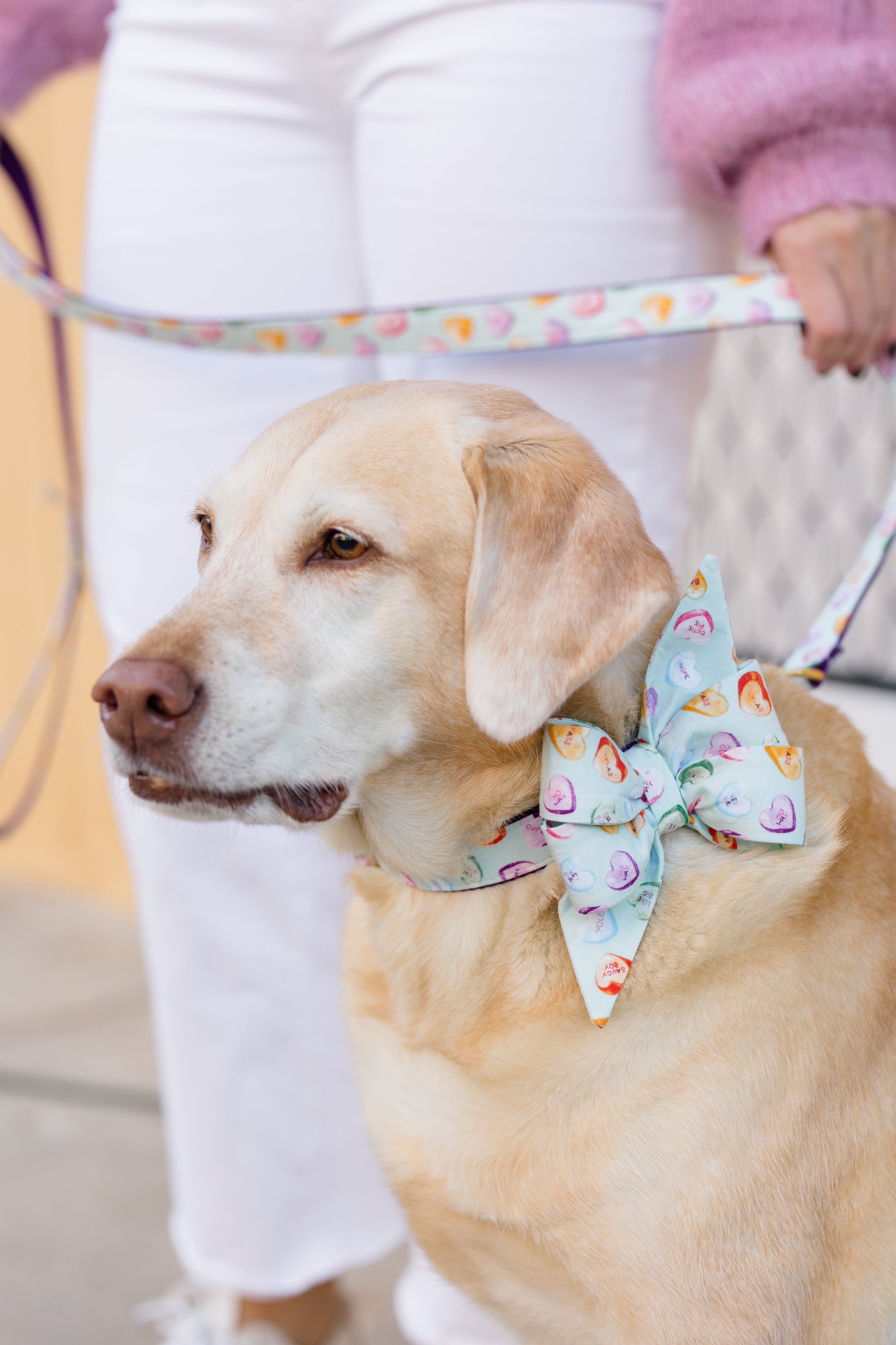 Close-up of a lab dog wearing a large belle bow collar set, both decorated with multicolored conversation hearts. A coordinating leash with the same heart print is held by a person in beside him.