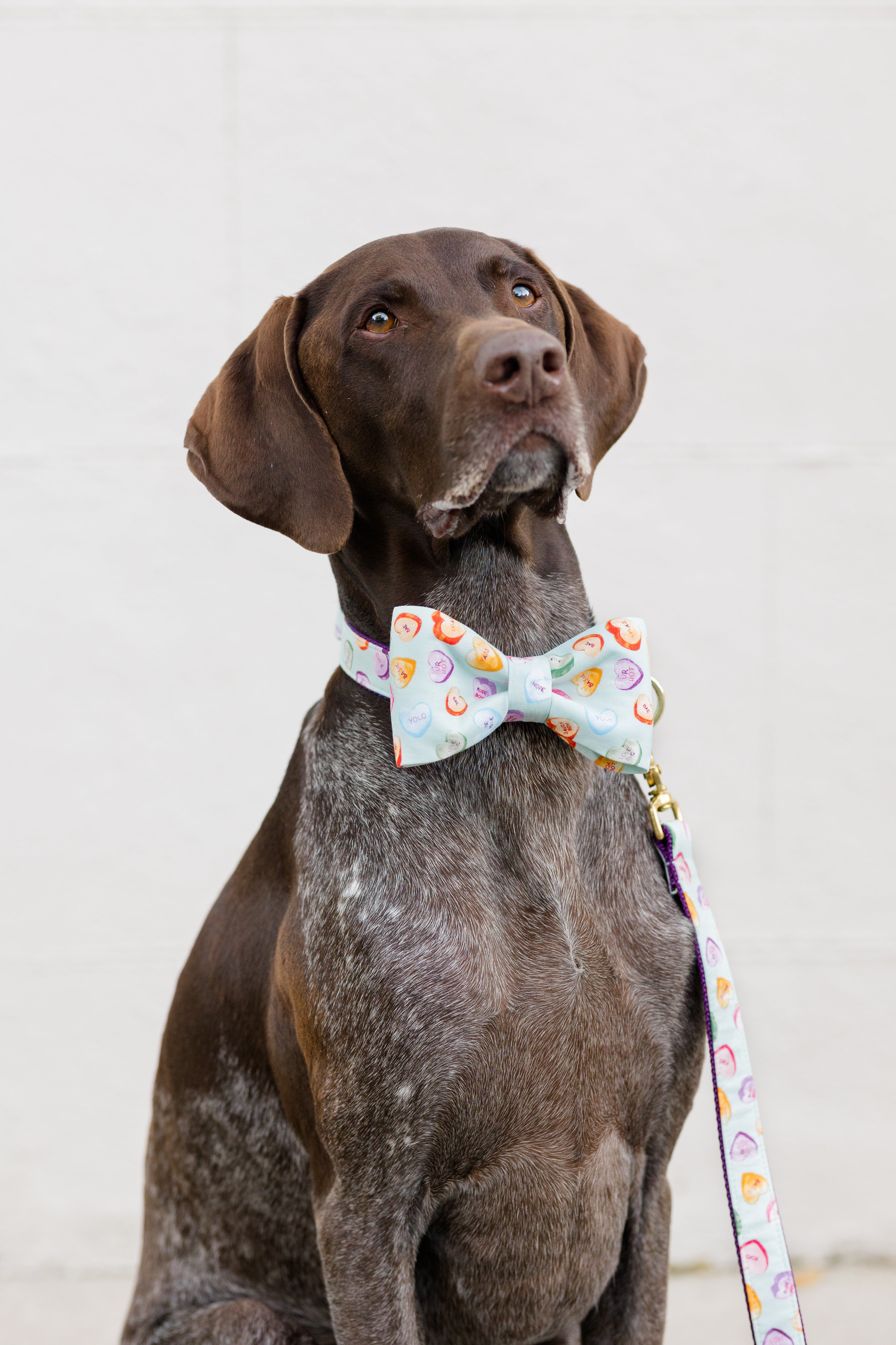 A sleek brown dog with floppy ears and soulful eyes poses in a light blue candy heart-print bow tie collar set and coordinating leash, perfect for a festive Valentine’s Day look.