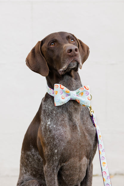A sleek brown dog with floppy ears and soulful eyes poses in a light blue candy heart-print bow tie collar set and coordinating leash, perfect for a festive Valentine’s Day look.