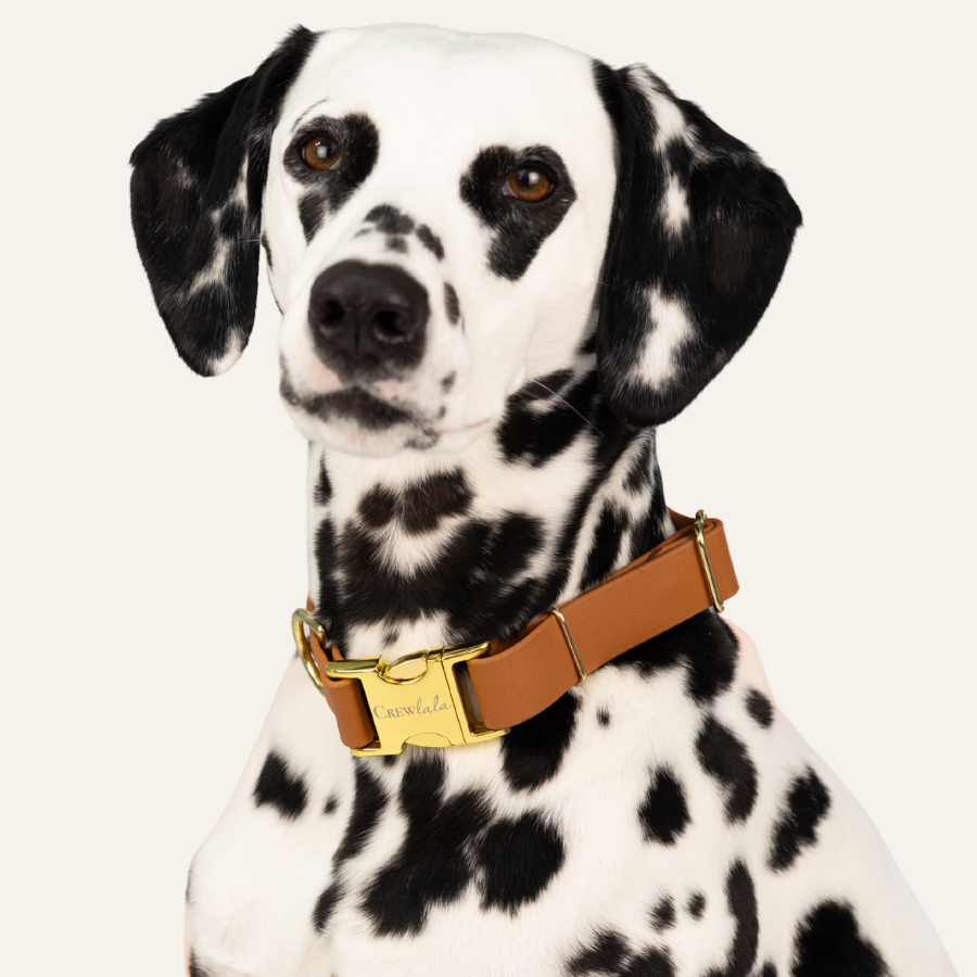 Portrait of a spotted Dalmatian dog with floppy ears and warm brown eyes, wearing a brown biothane collar with gold hardware.