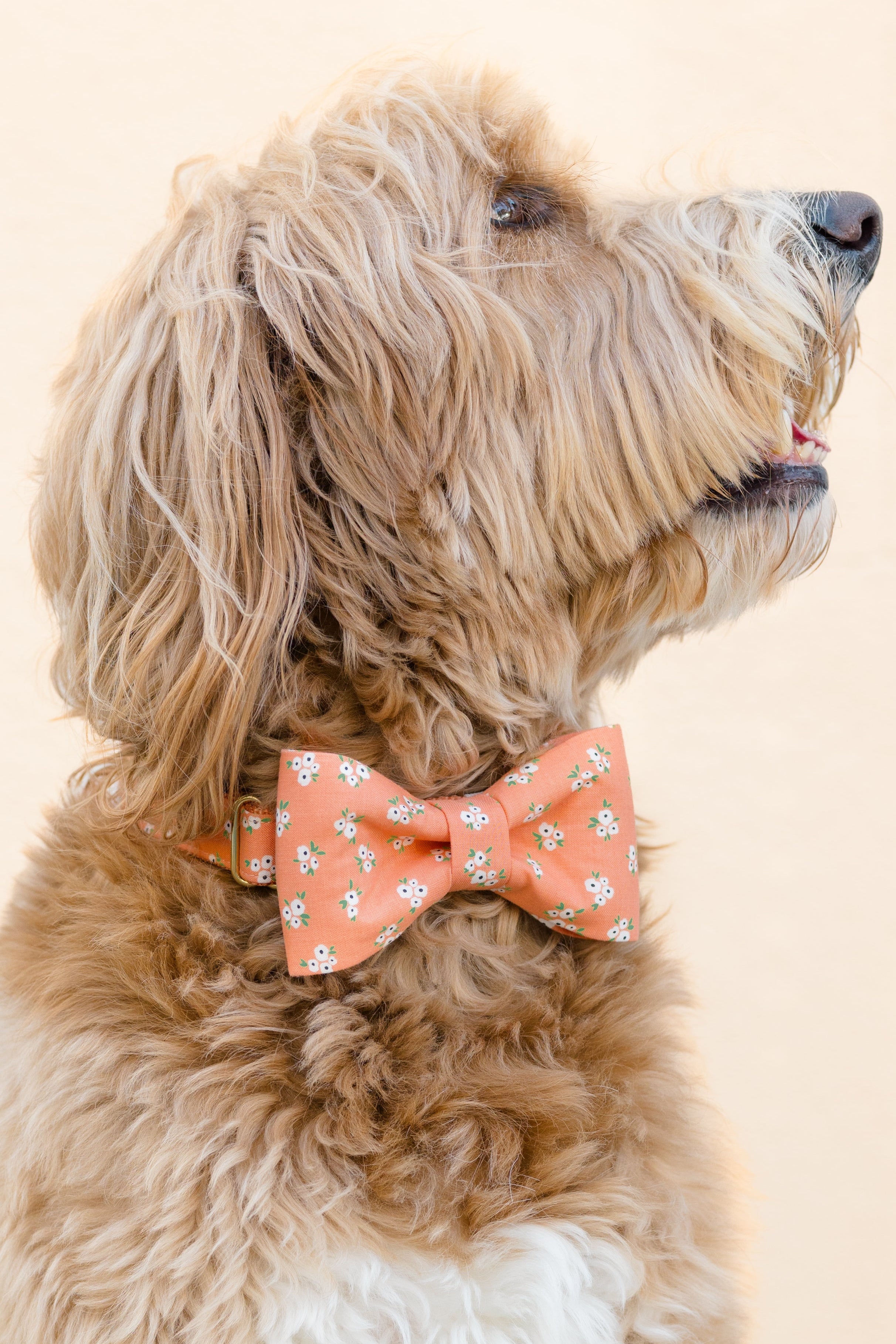 Side view of a wavy-coated dog wearing a floral orange bow tie collar set, sitting against a pale background with a matching leash.