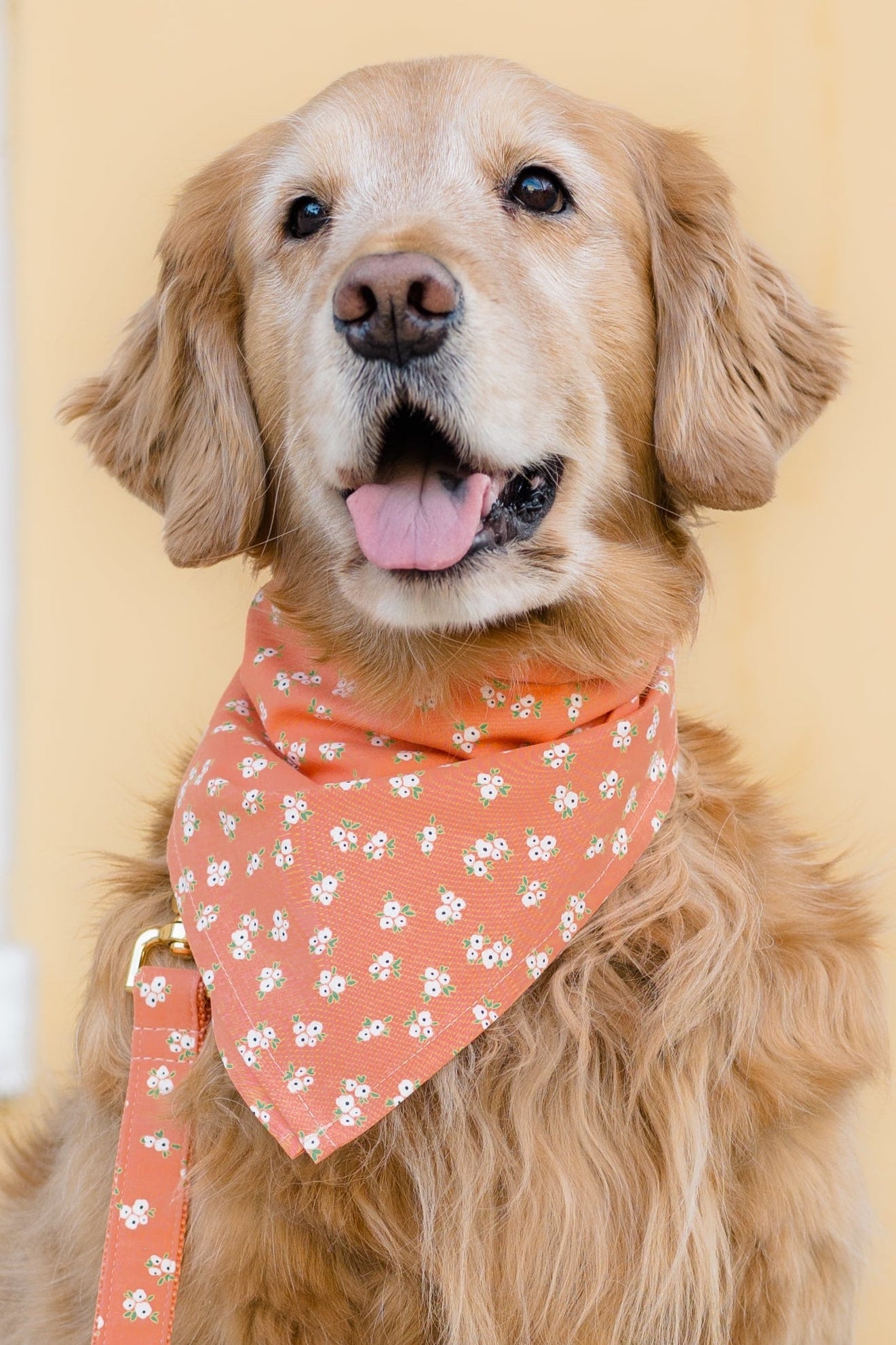 A fluffy Retriever poses in a matching orange bandana with delicate white flowers and leash set, sitting on a sidewalk.