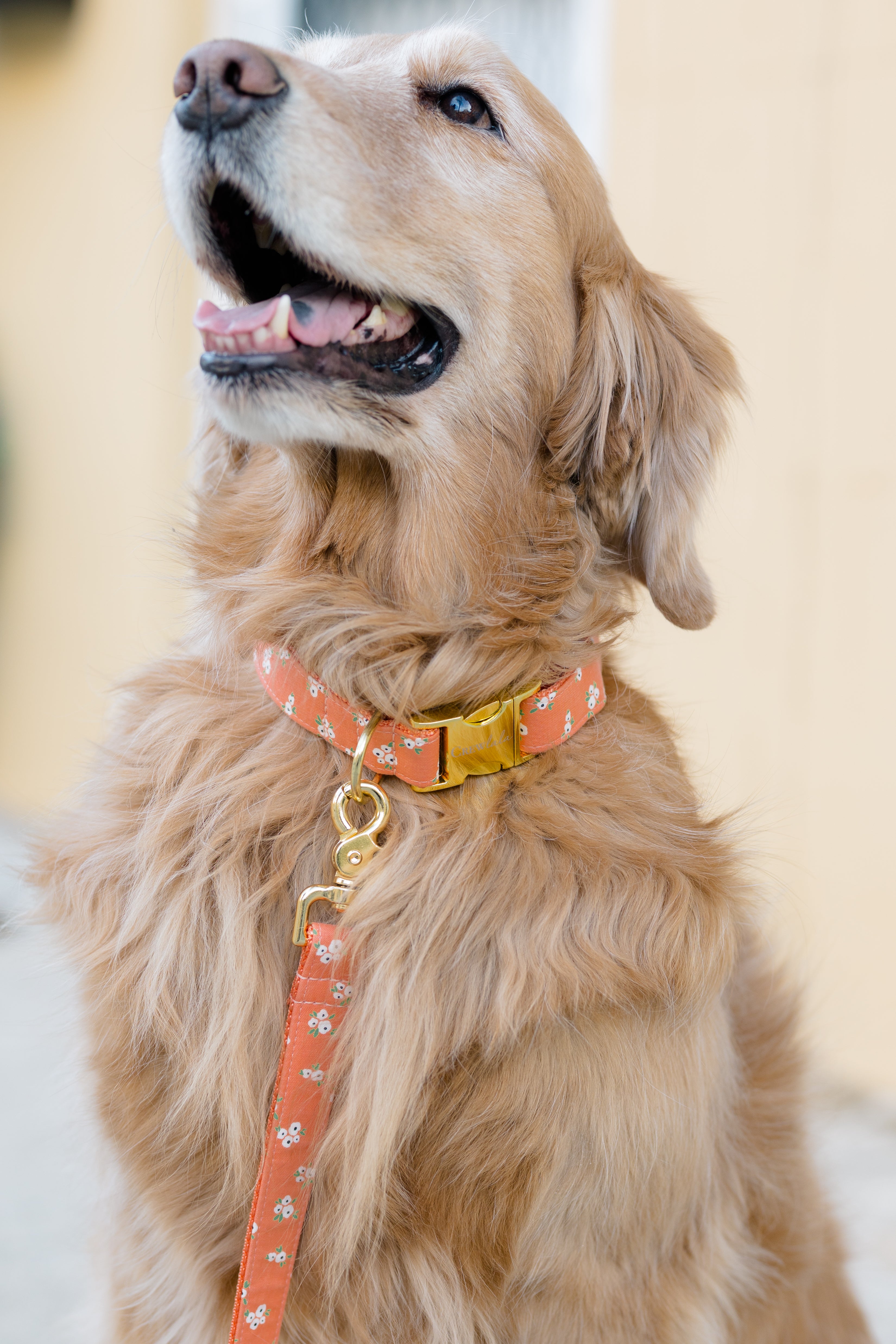 Close-up of a smiling Retriever wearing an orange collar with delicate white flowers and matching leash with gold hardware.