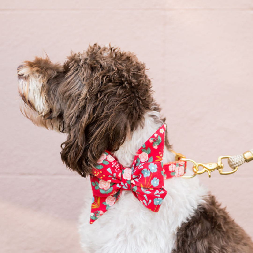 A curly-coated dog wearing a vibrant red floral belle bow collar, accented with roses and pastel blossoms.