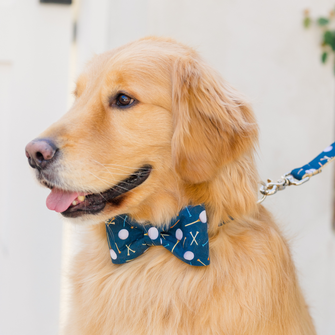 A golden retriever wearing a navy blue bow tie collar printed with white golf balls and colorful tees in orange, yellow, and blue. The dog is facing slightly left with its mouth open and tongue out, attached to a matching leash. The background is softly blurred, drawing attention to the stylish dog accessories.