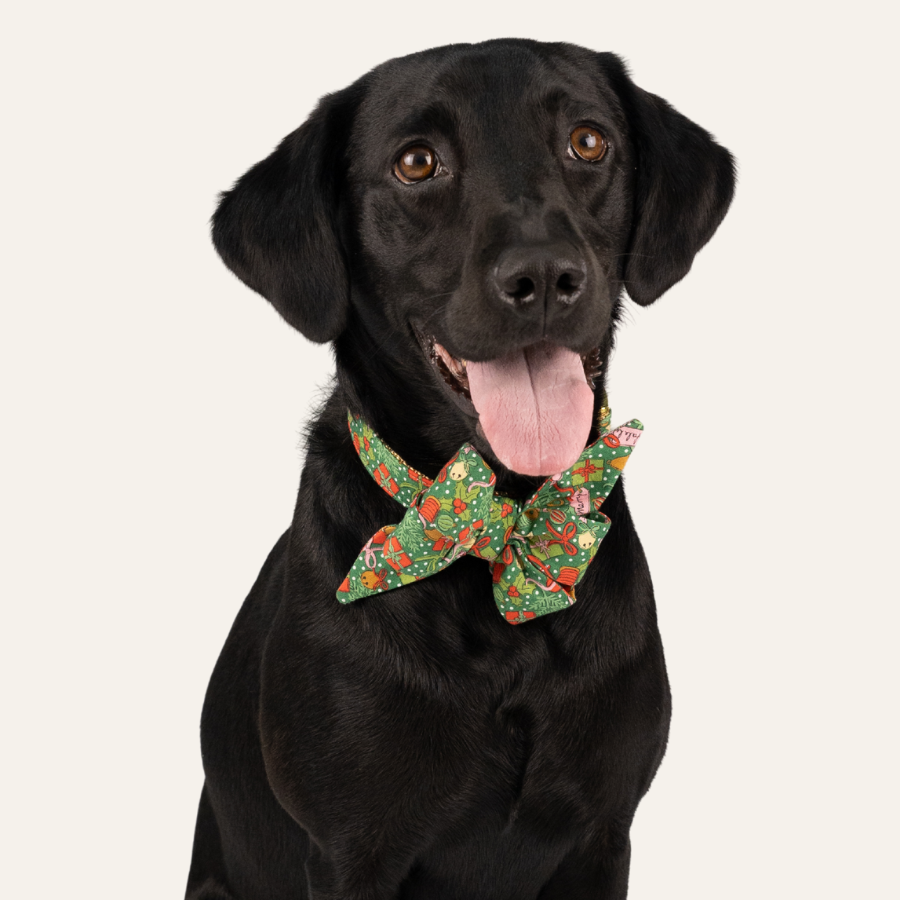 Black dog with a shiny coat wears a green holiday bow tie decorated with colorful Christmas ornaments, ribbon, and bells, sitting happily with its tongue out.