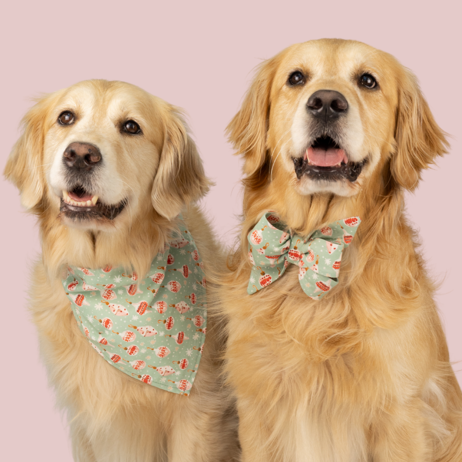 Matching Christmas dog accessories on two Retrievers, one in a holiday ornament print bandana and the other in a coordinating belle bow collar set, posed on a soft backdrop.