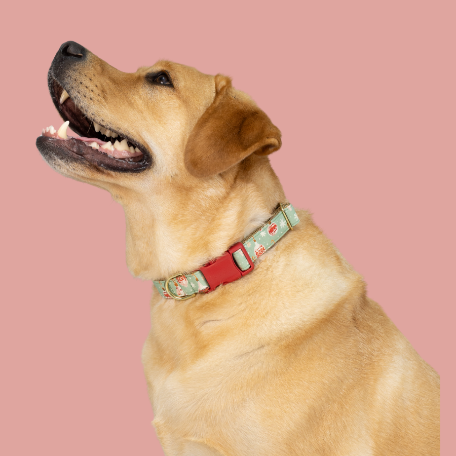 Labrador wearing a mint green holiday dog collar with plastic buckle and Christmas ornament-themed print.