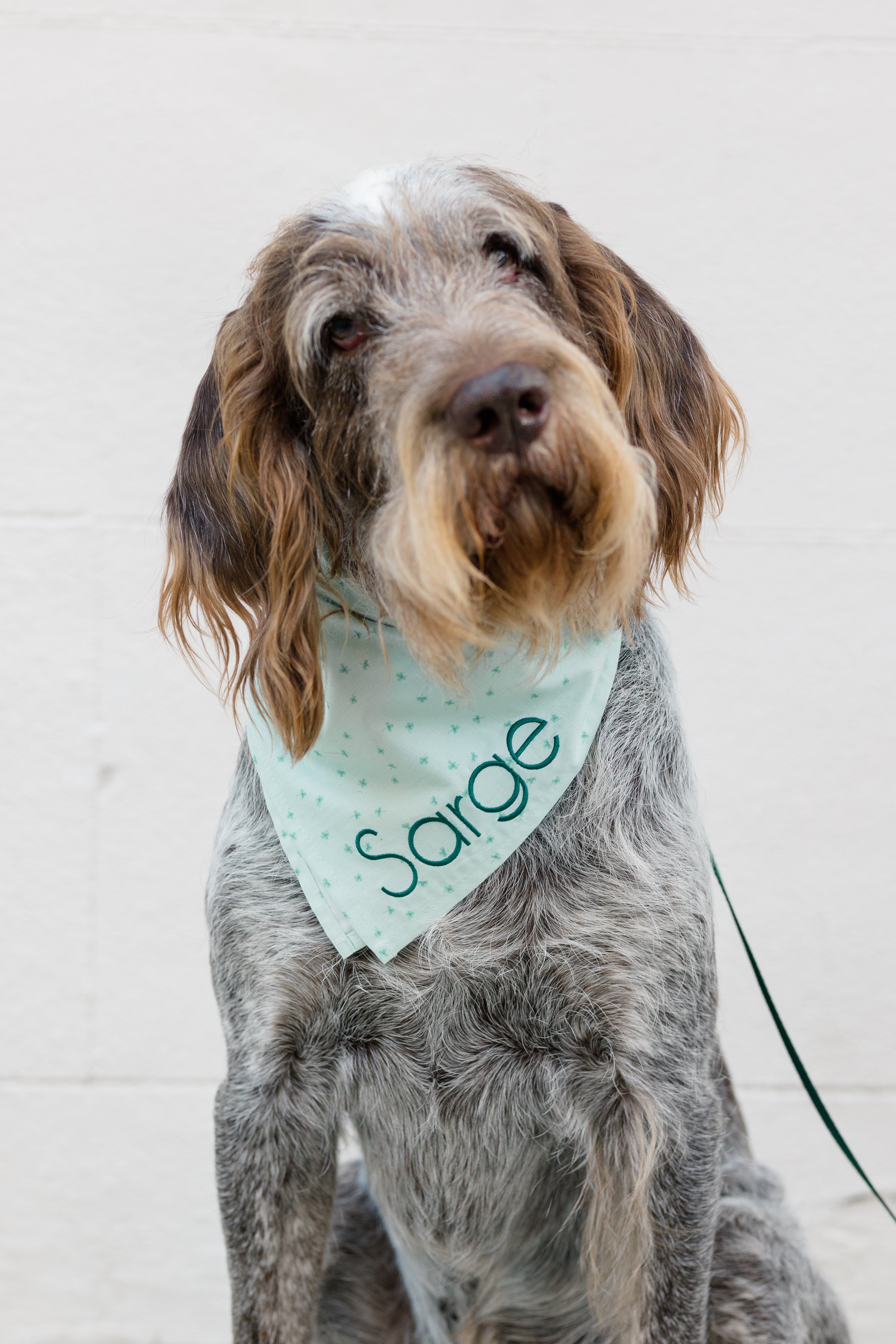 Portrait of a wire-haired dog with a gentle expression, wearing a light green bandana printed with small shamrocks and personalized with the name “Sarge,” creating a subtle yet stylish St. Patrick’s Day look.