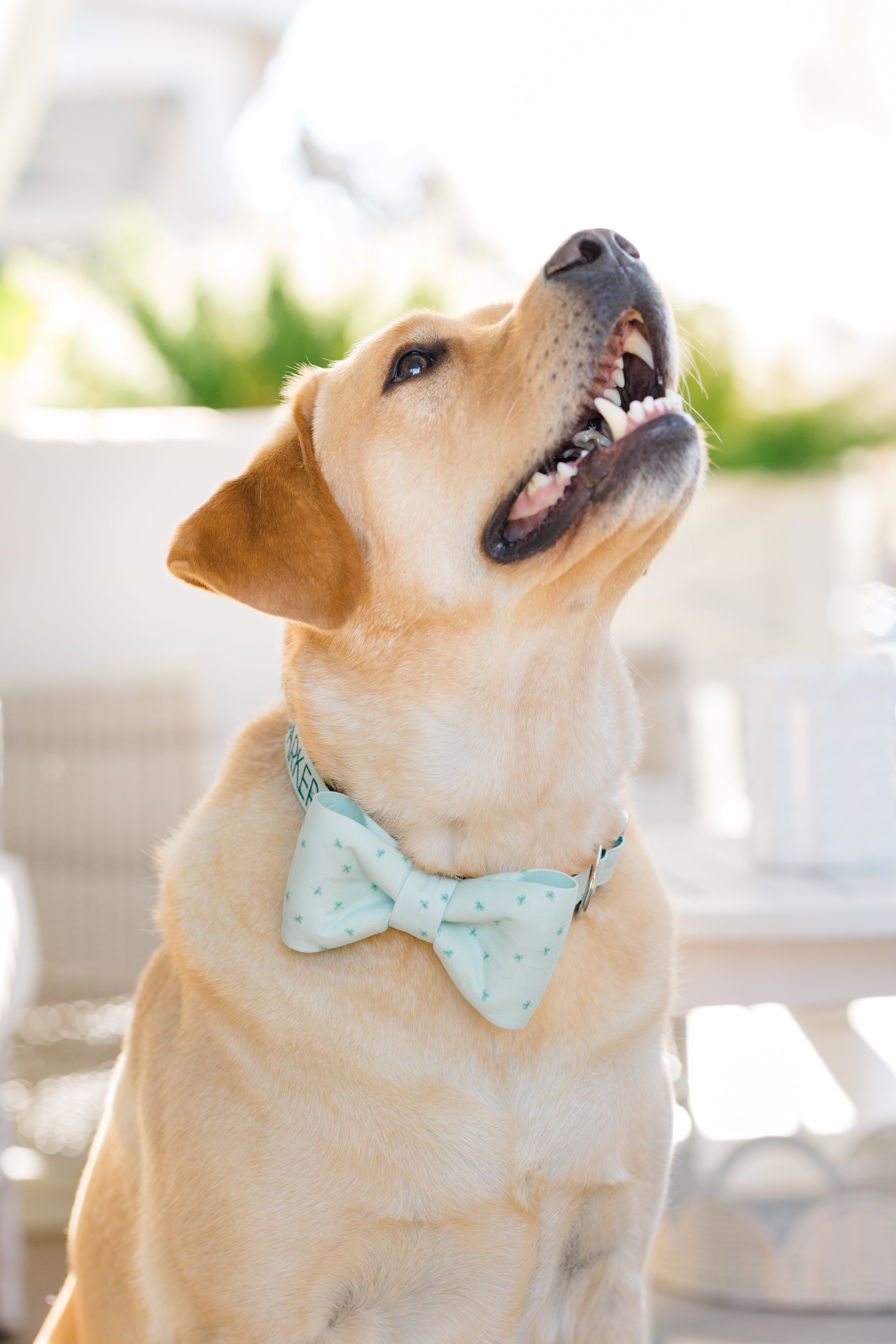 A smiling Labrador retriever looks upward, wearing a pale green bow tie collar set, both printed with tiny green shamrocks. The name “Parker” is embroidered on the collar, completing a playful, St. Patrick’s Day-inspired look.