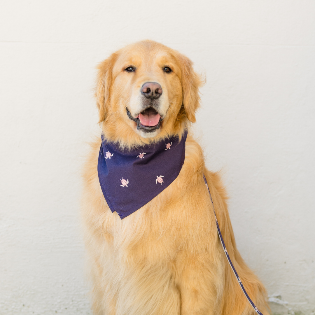 A happy golden retriever wearing a dark purple cotton bandana with miniature sea turtles. The bandana is in a pointed triangular fold at the front of the dog’s chest. A matching leash is attached and visible along the dog’s side, contributing to a polished, coordinated appearance.