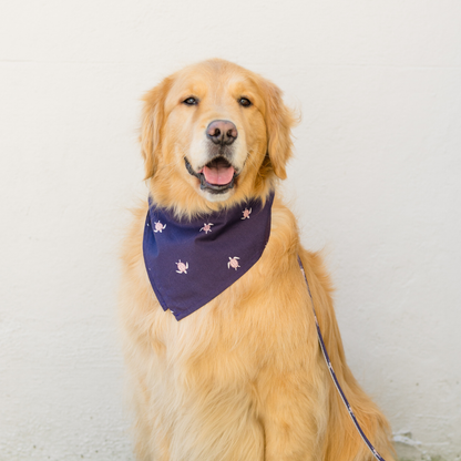 A happy golden retriever wearing a dark purple cotton bandana with miniature sea turtles. The bandana is in a pointed triangular fold at the front of the dog’s chest. A matching leash is attached and visible along the dog’s side, contributing to a polished, coordinated appearance.