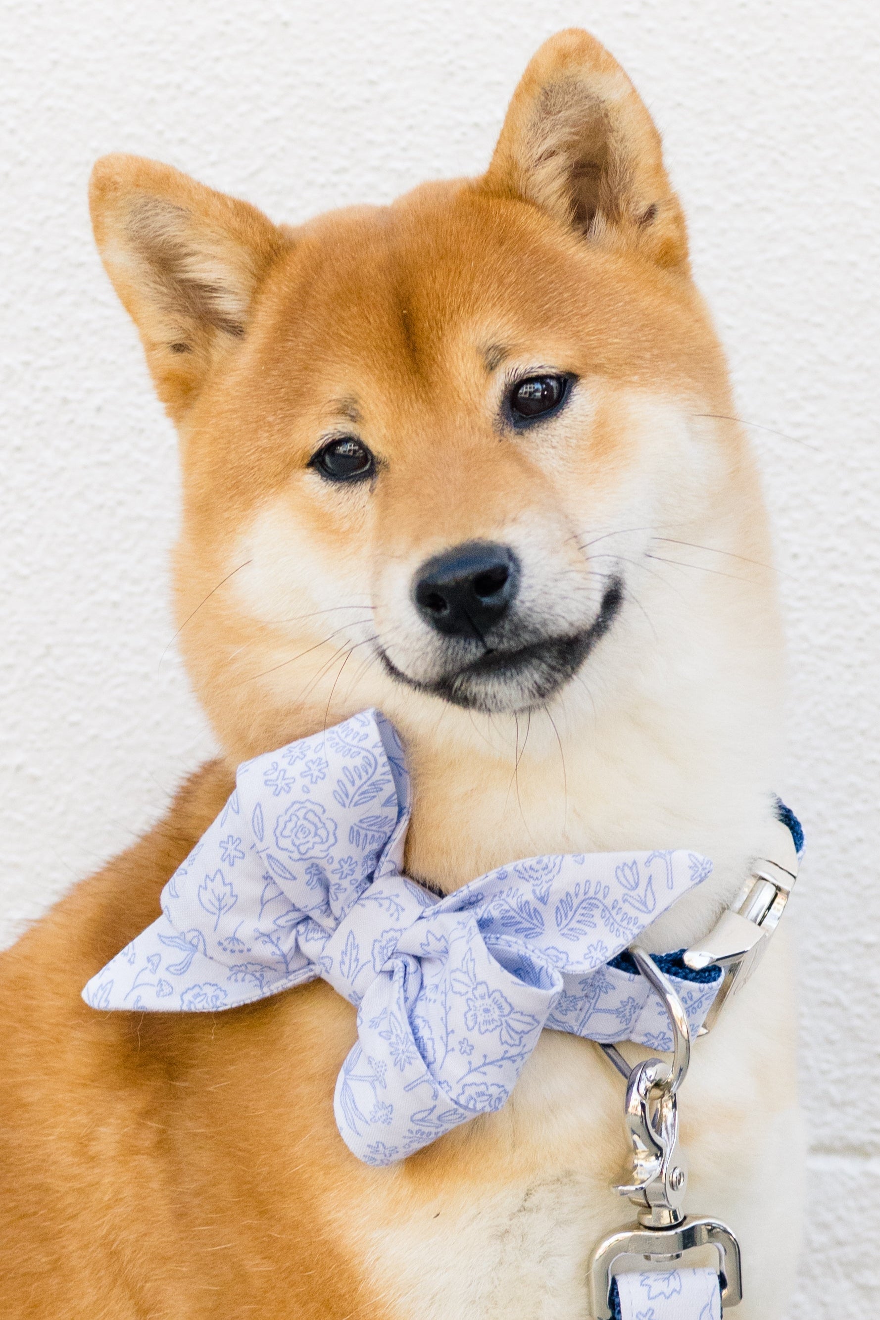 Close-up of a Shiba Inu dressed in a delicate periwinkle belle bow collar set with delicate floral patterns, attached to a coordinating leash.